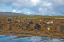 1 Seals in Dunvegan Isle of Skye  32